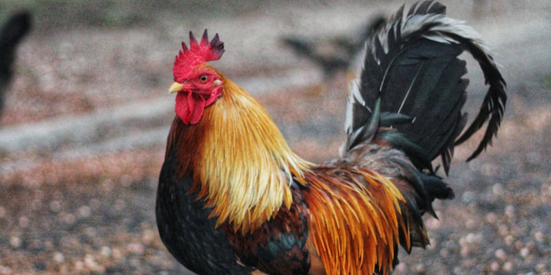 How to roast a chicken?